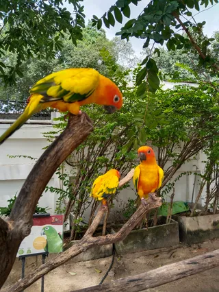 Bluegold coffee mini zoo