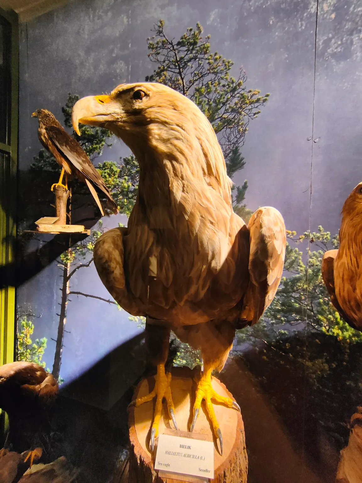 Muzeum Ziemi Piskiej