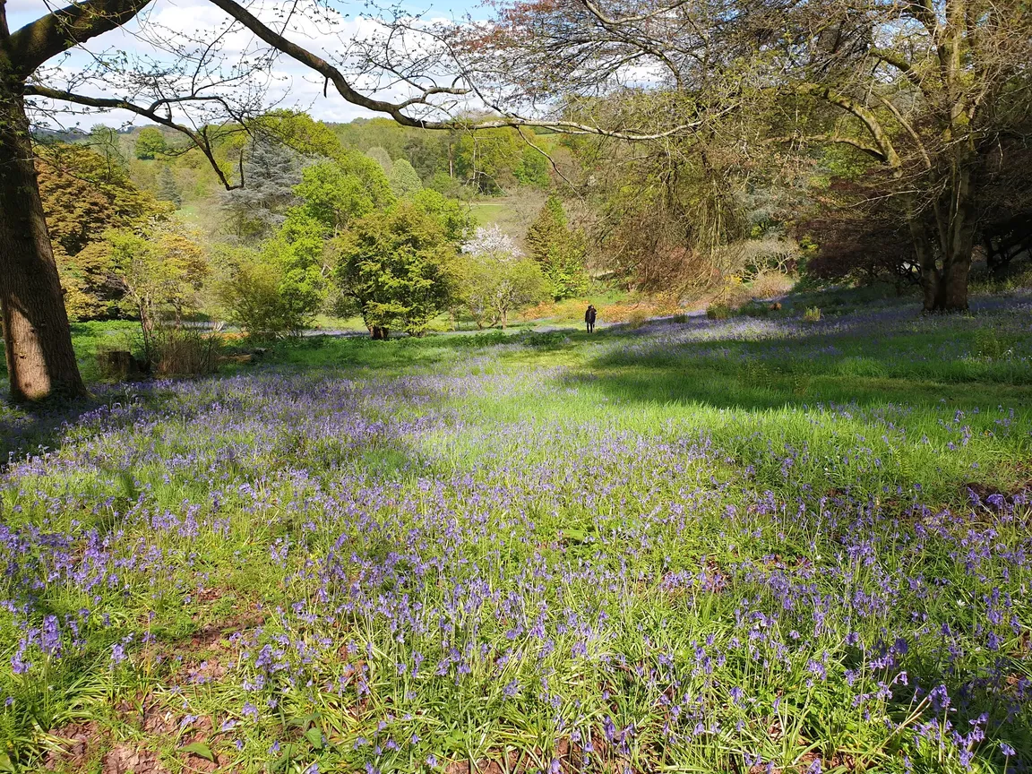 National Trust - Winkworth Arboretum
