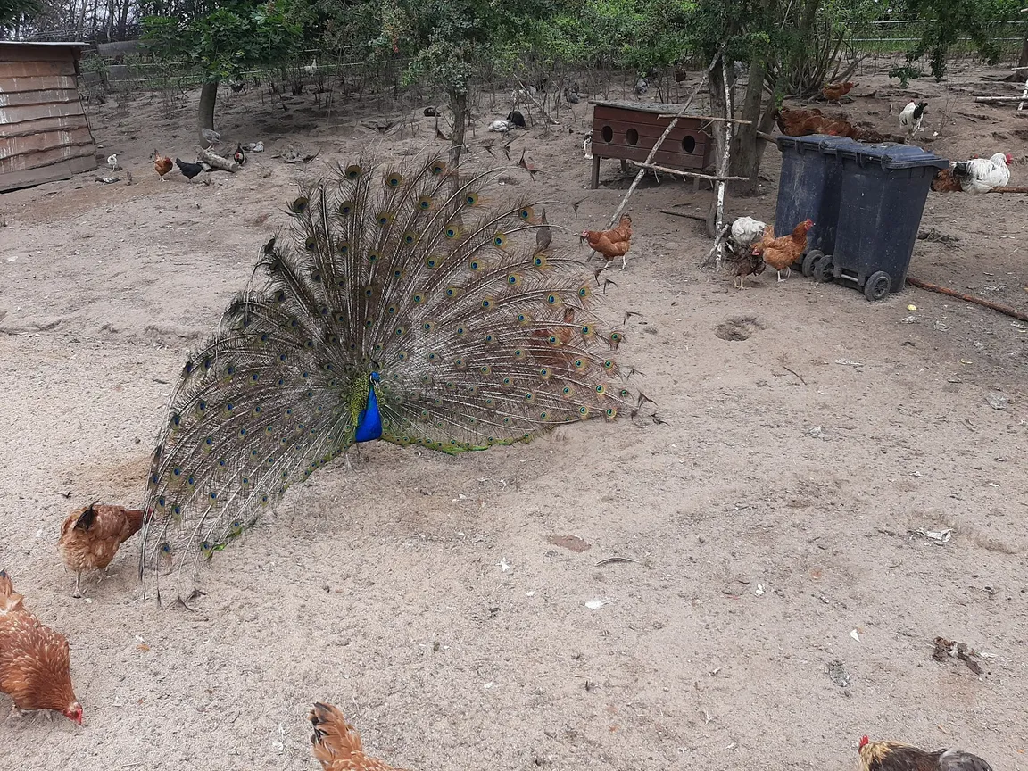 Zwierzaki Nad Potokiem Mini ZOO