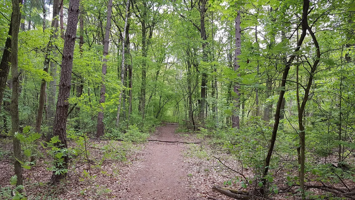 Rezerwat przyrody Obory