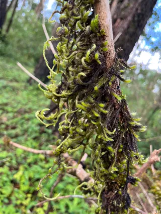 Doi Pui Nature Trail