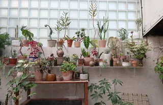 Conservatory Archives Middleton Mews