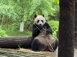 Panda Fishing Village