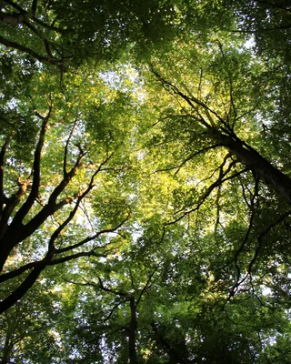 Standish Woods