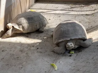 حديقة حيوان تسنيم