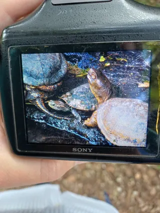 Pond of Turtles