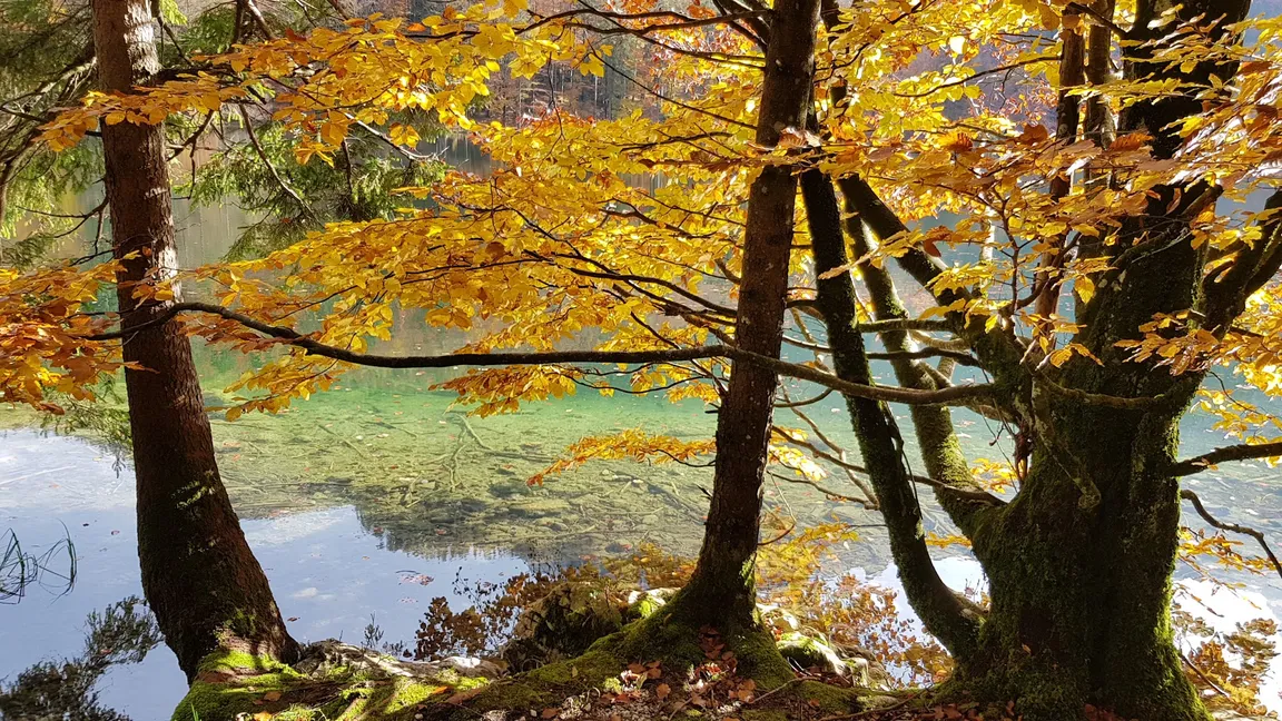 Hinterer Langbathsee Trail