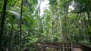 Daintree Discovery Centre