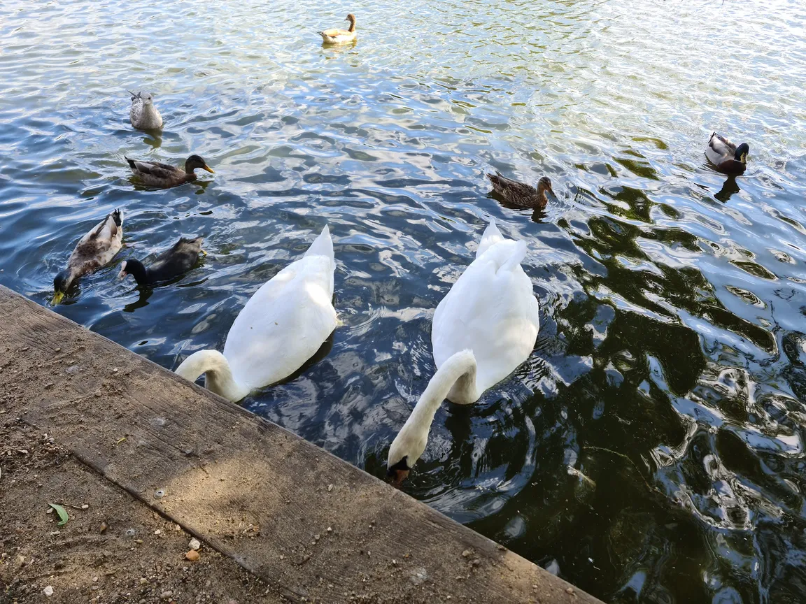 Petersfield Heath & Pond/Lake