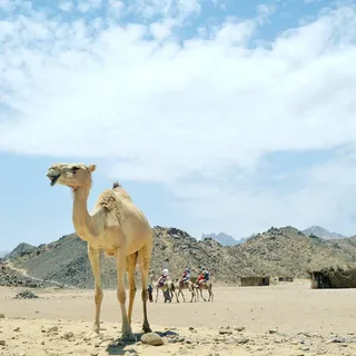 hurghada tours