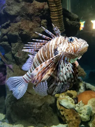 Blue Reef Aquarium Newquay