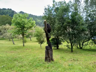 Pousio do pica-pau e do ouriço