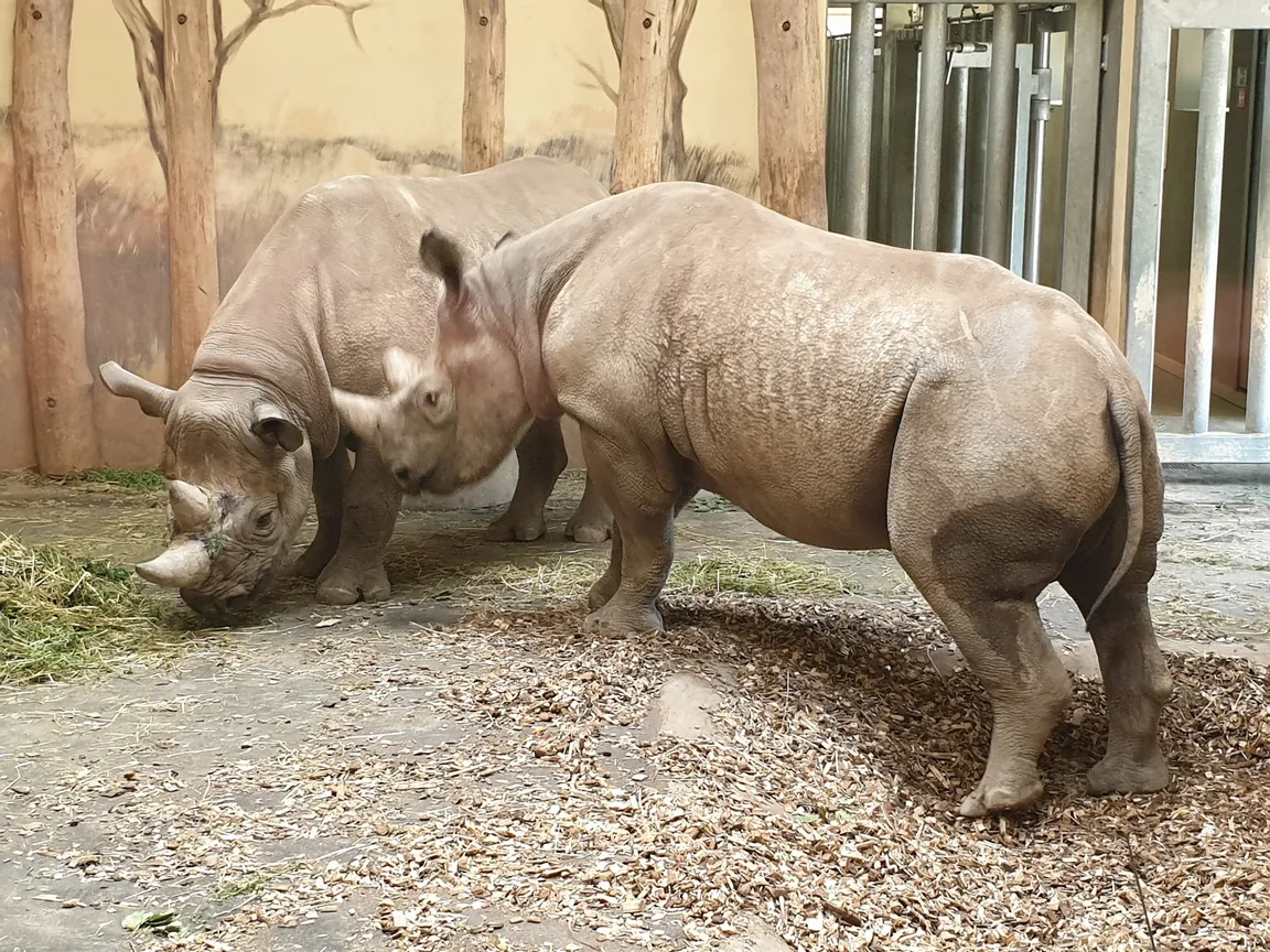 Dvůr Králové Zoo