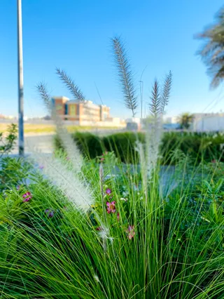 AlJadaf Walk