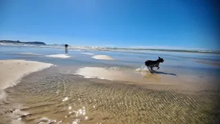 Palm Beach Dog Off-Leash Beach