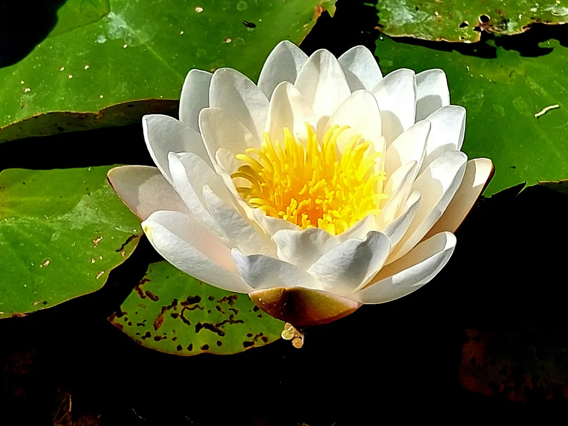 Johannes Gutenberg University Mainz Botanical Garden