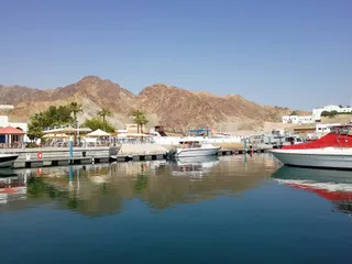 Az'Zaha Tours Muscat - Dolphin Watching Special Offer