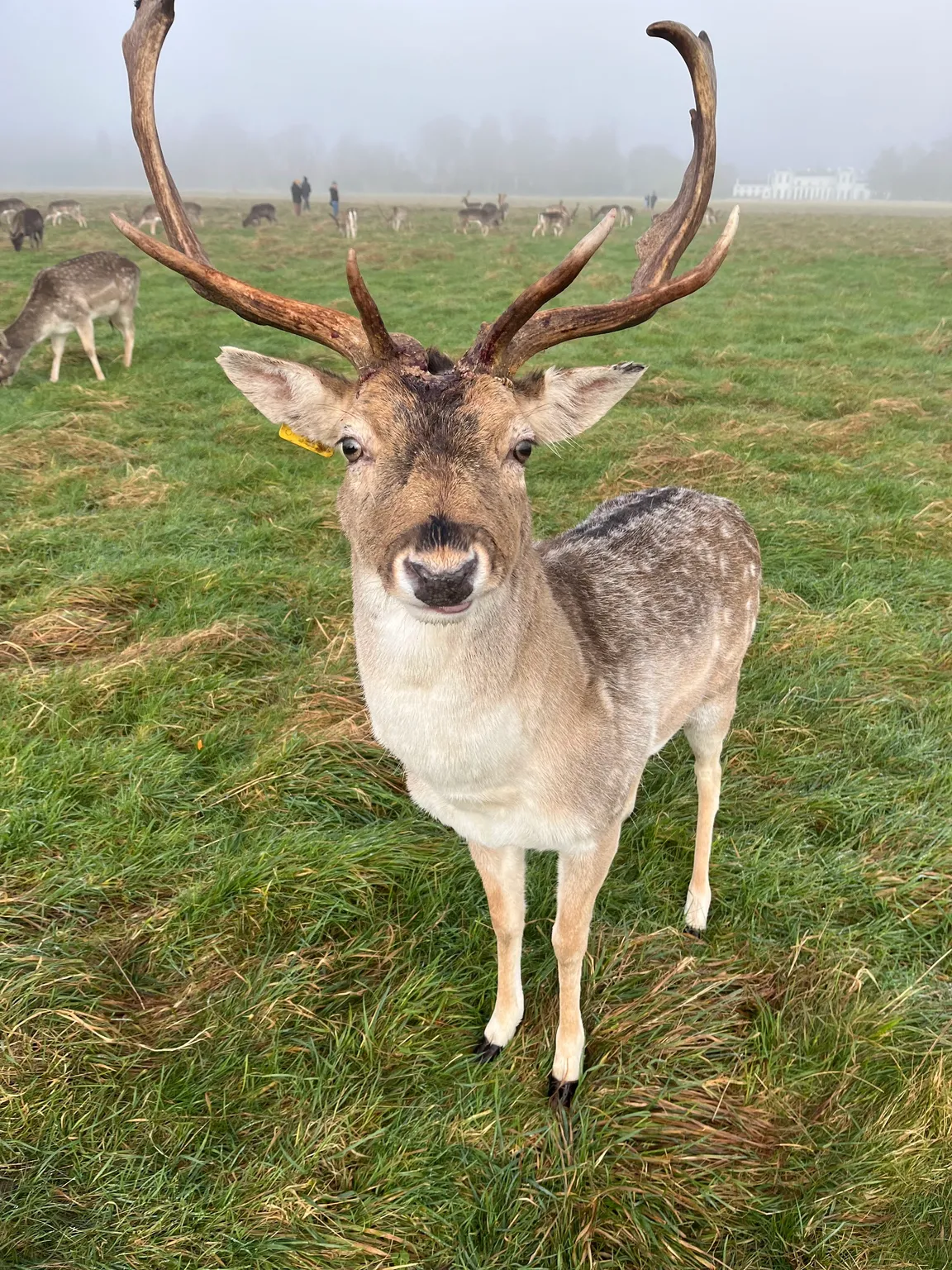 Phoenix Park