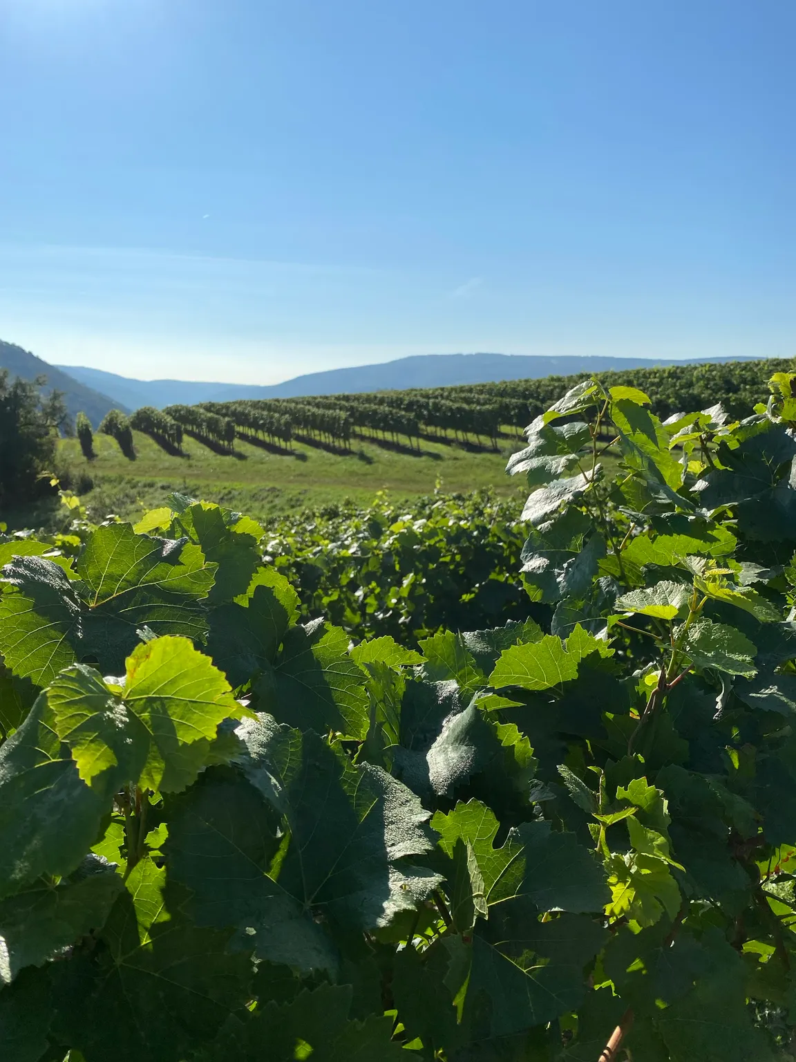 Weingut G. Schüler