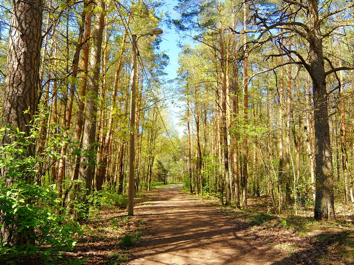 Järve mets