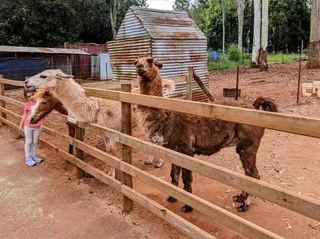 White Ridge Farm