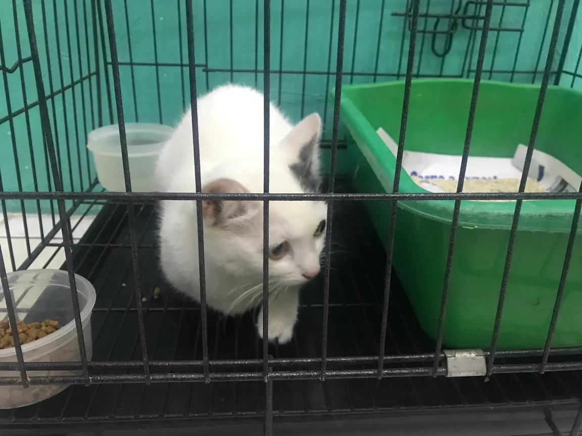 Vethoscope Animal Care