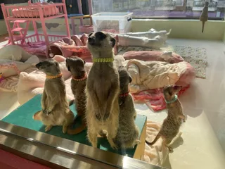 Eden Meerkat Friends