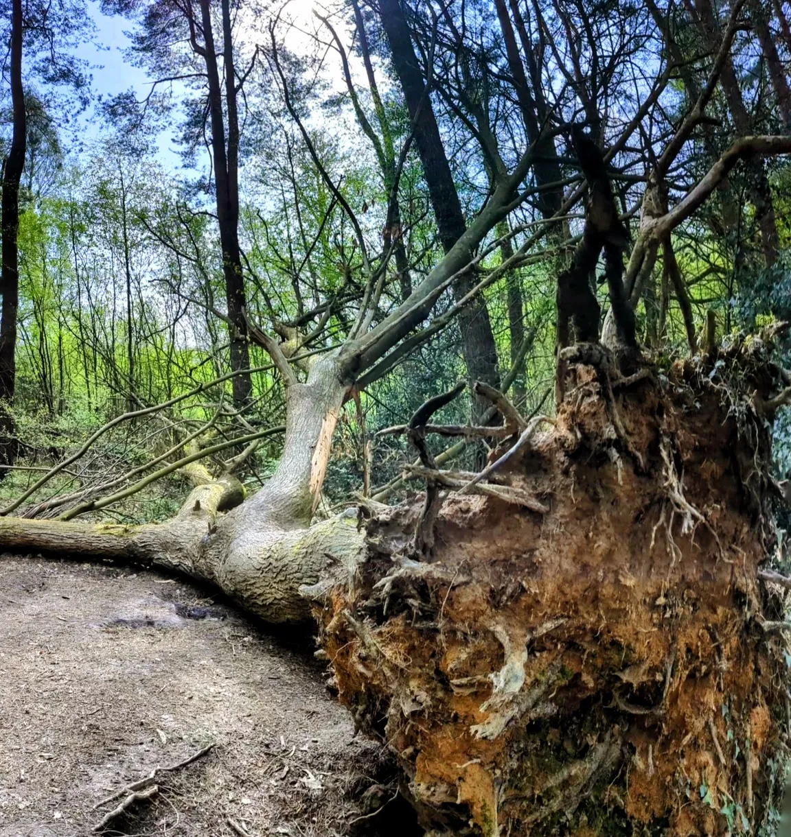 Creech Wood