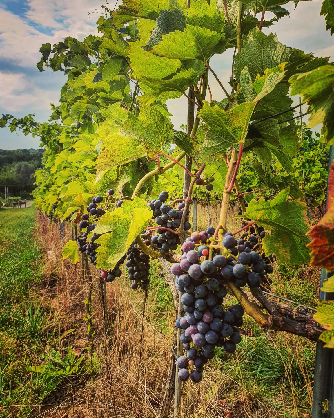 Winnica TERRA