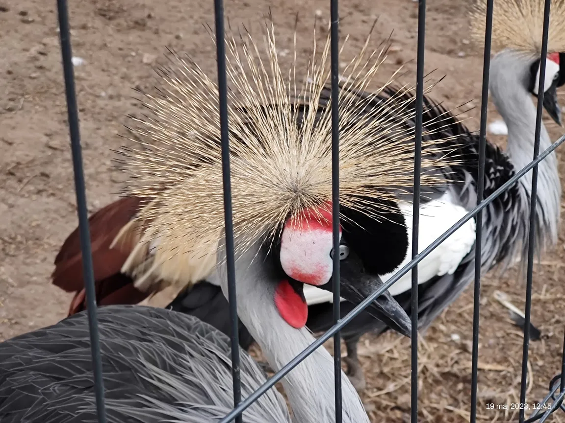 Zwierzaki Nad Potokiem Mini ZOO