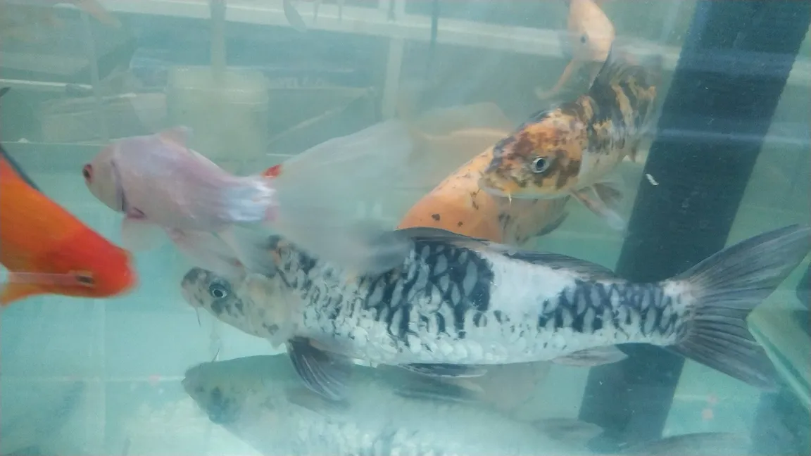 Acuario mis tres amores