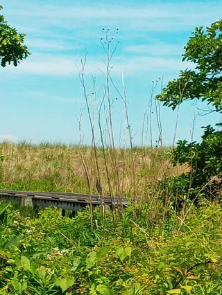 South Shore Nature Sanctuary