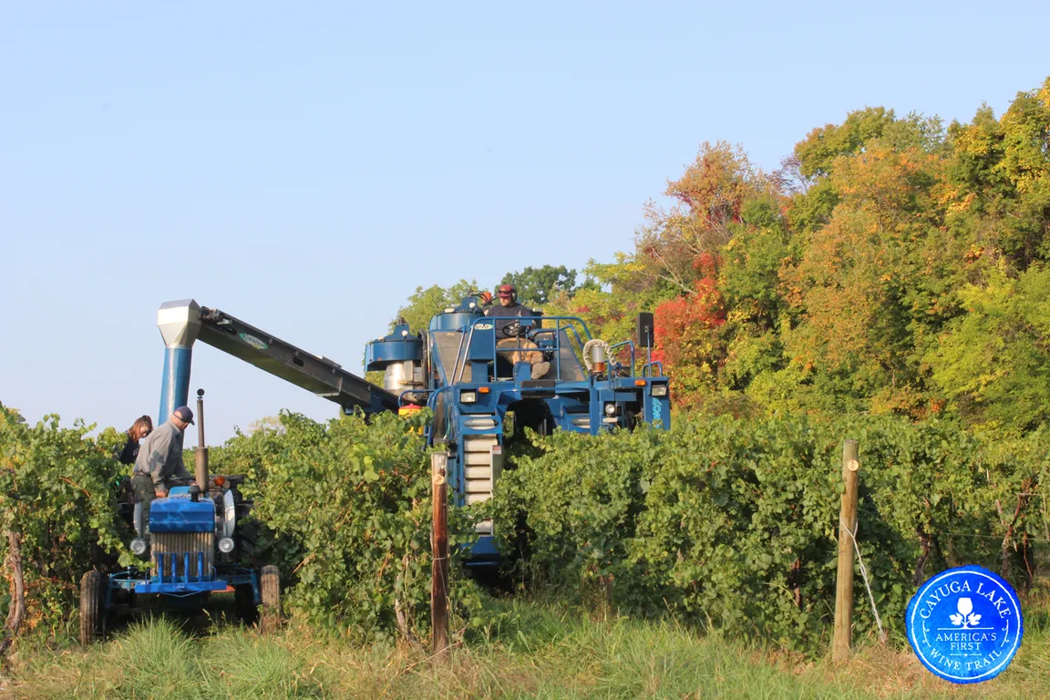 Cayuga Lake Wine Trail