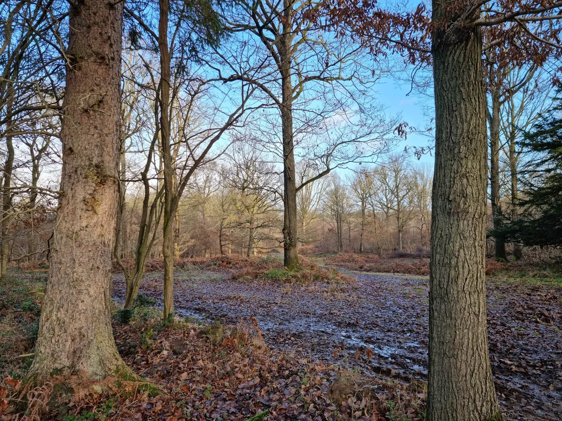 Wyre Forest - Forestry England