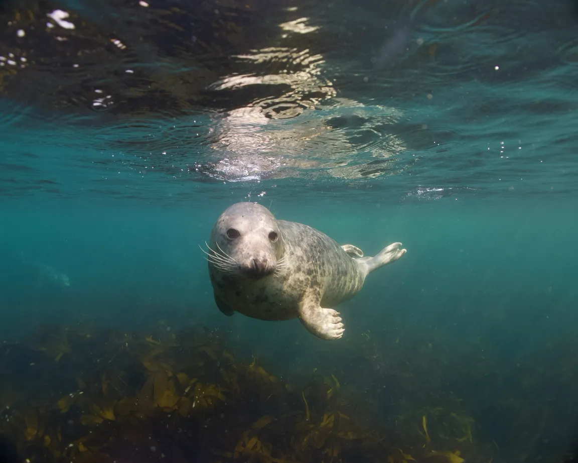 Seal Snorkelling Adventures