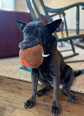 Peace of Mind Dog Rescue