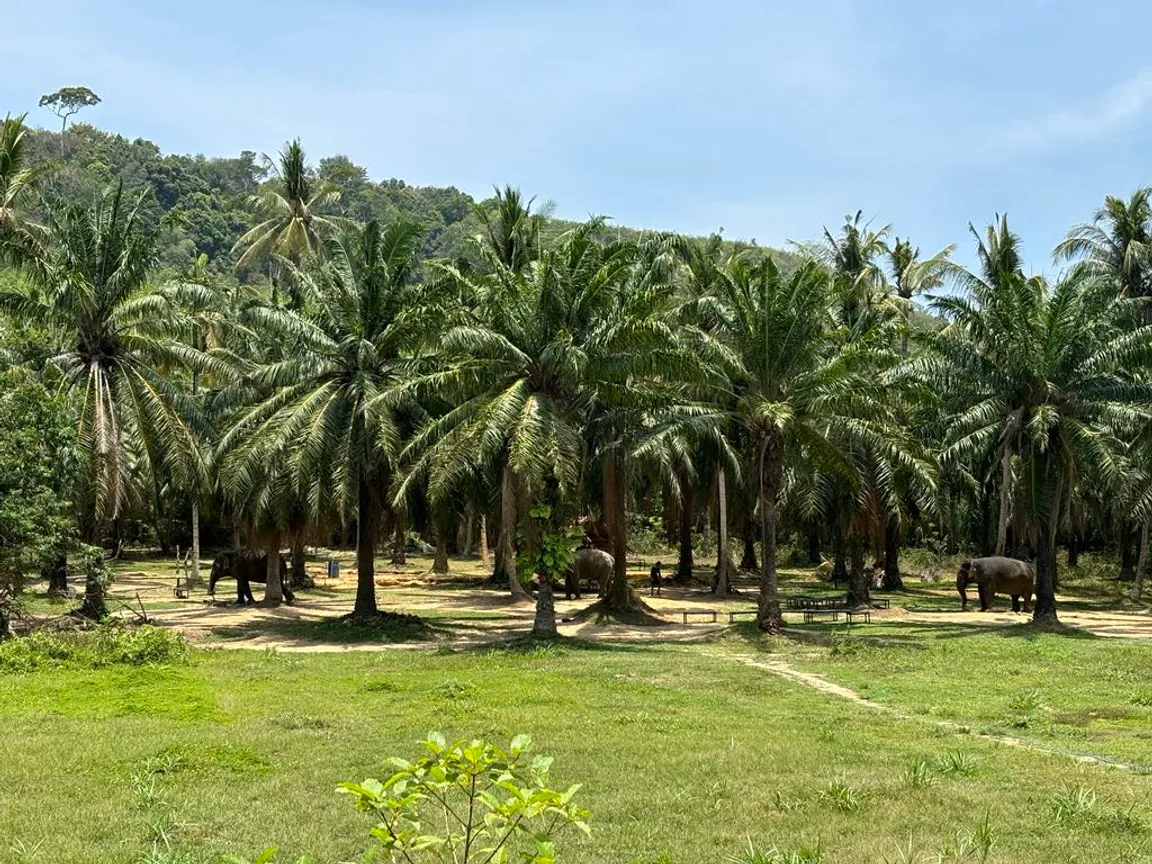 Lanta Elephant Sanctuary