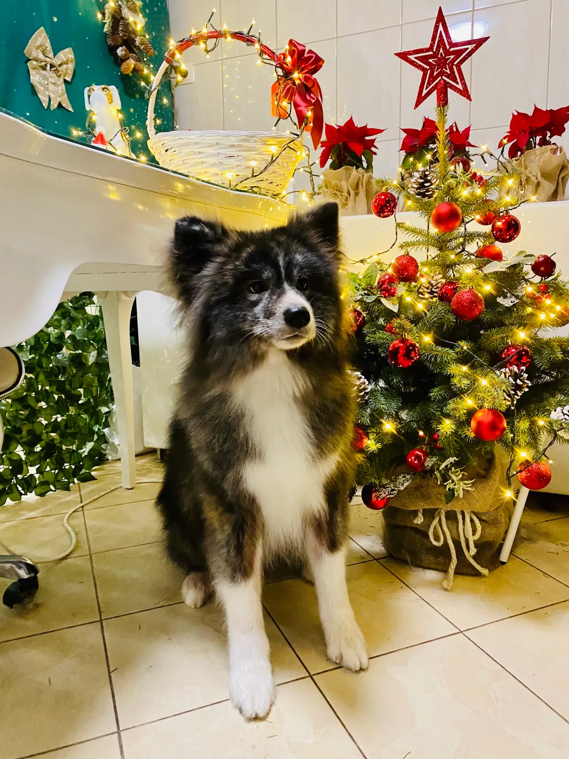 Doglamour Salon Strzyżenia Psów