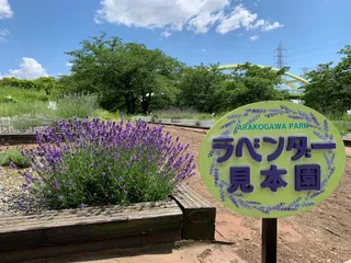 Arakogawa Koen Sunken Garden