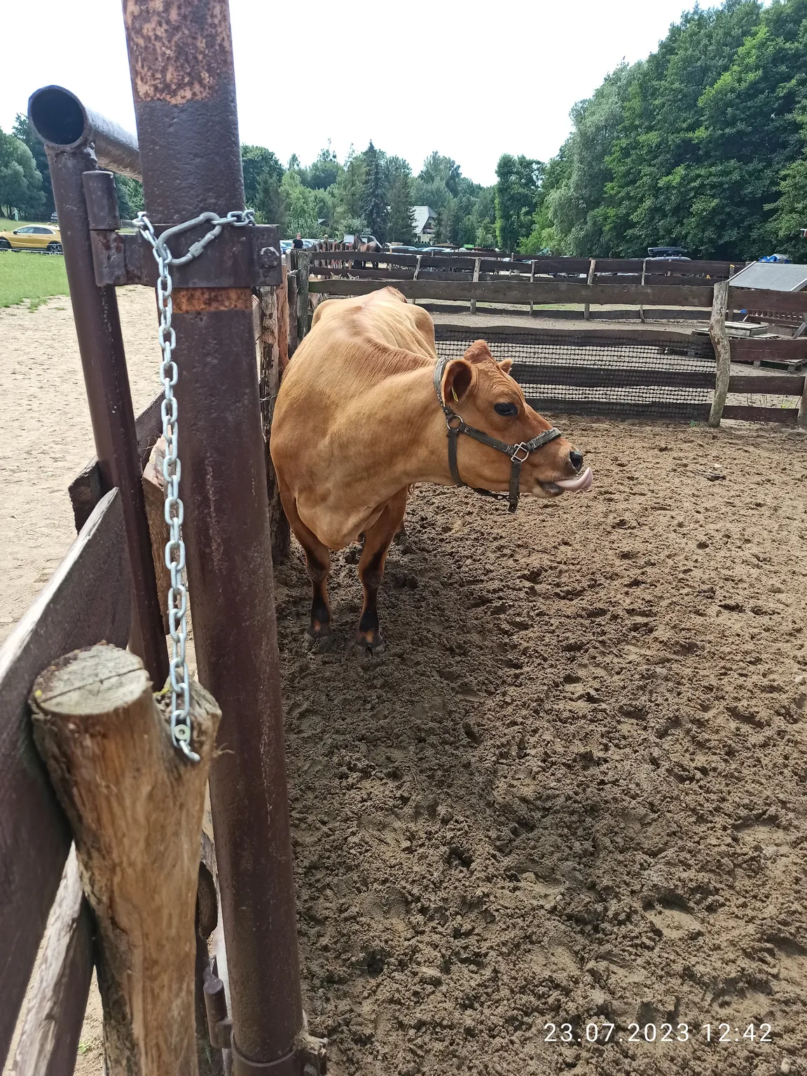Zwierzaki Nad Potokiem Mini ZOO