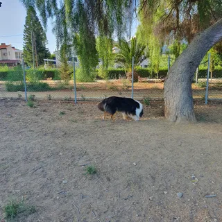 Πάρκο Σκύλων Έγκωμης