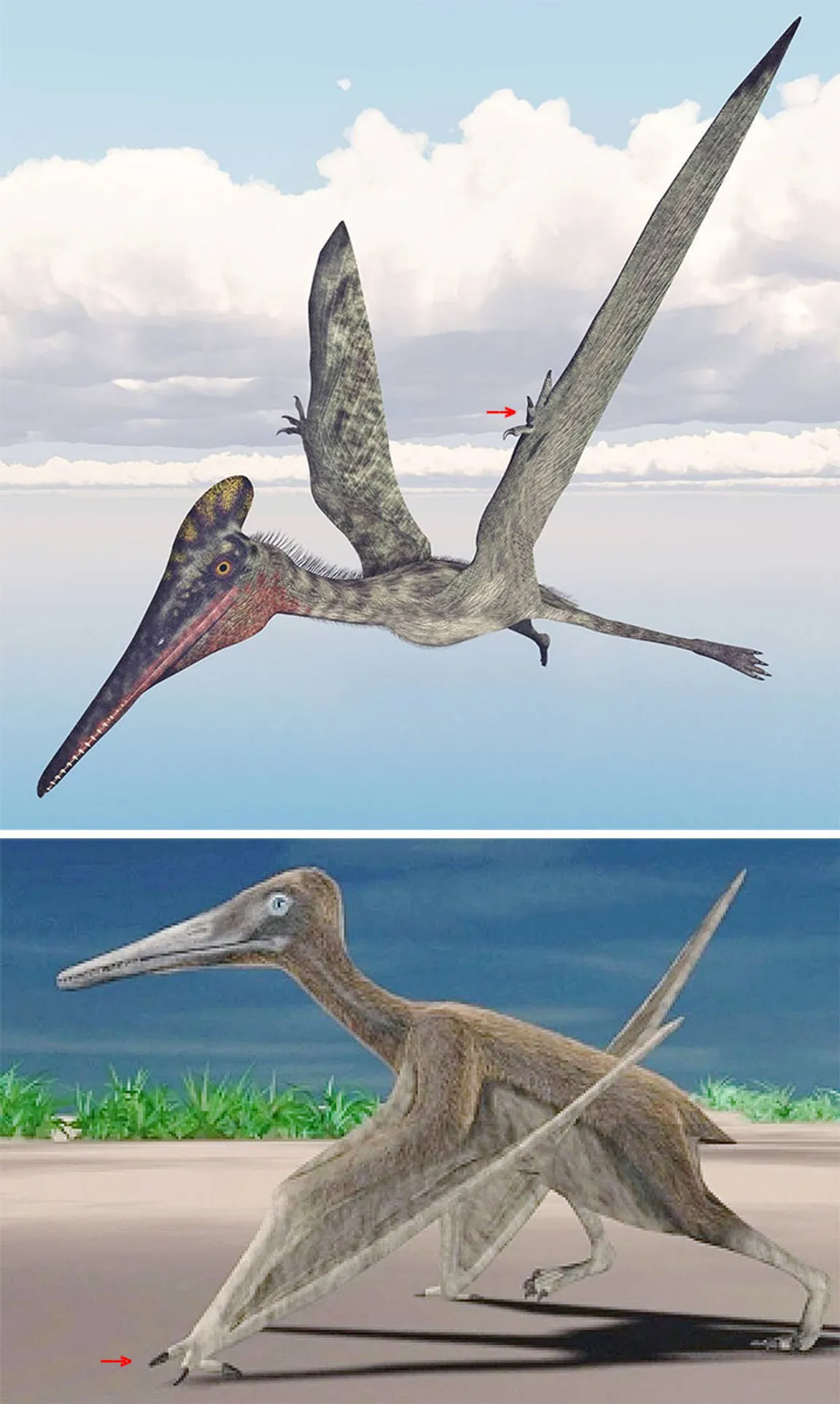Beach to pterosaurs