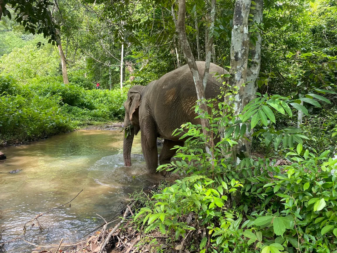 Following Giants Koh Lanta Ethical Elephant Sanctuary