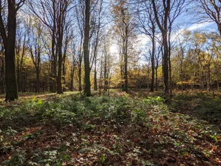 Kings Wood