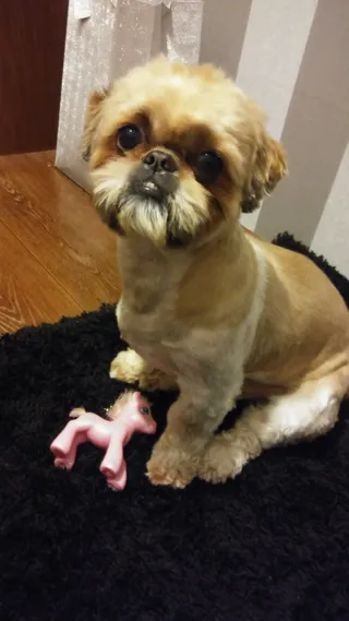 Grooming