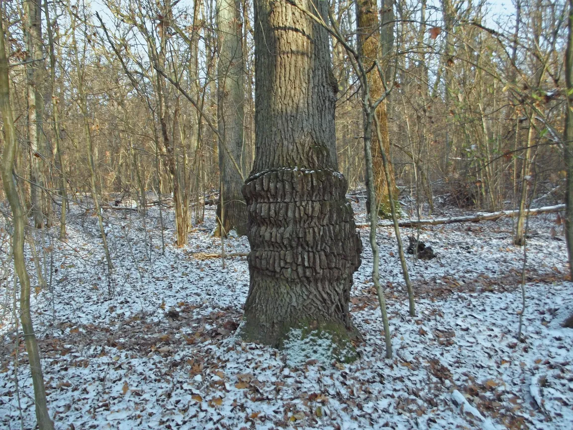 Rezerwat przyrody Obory