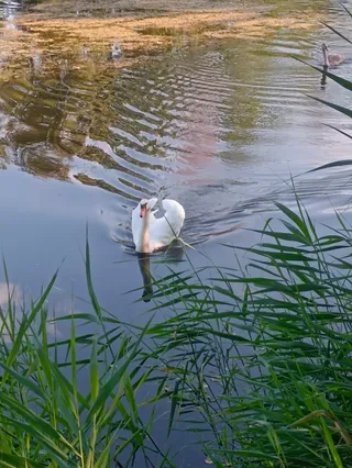 Obszar Natura 2000 w Zielonce