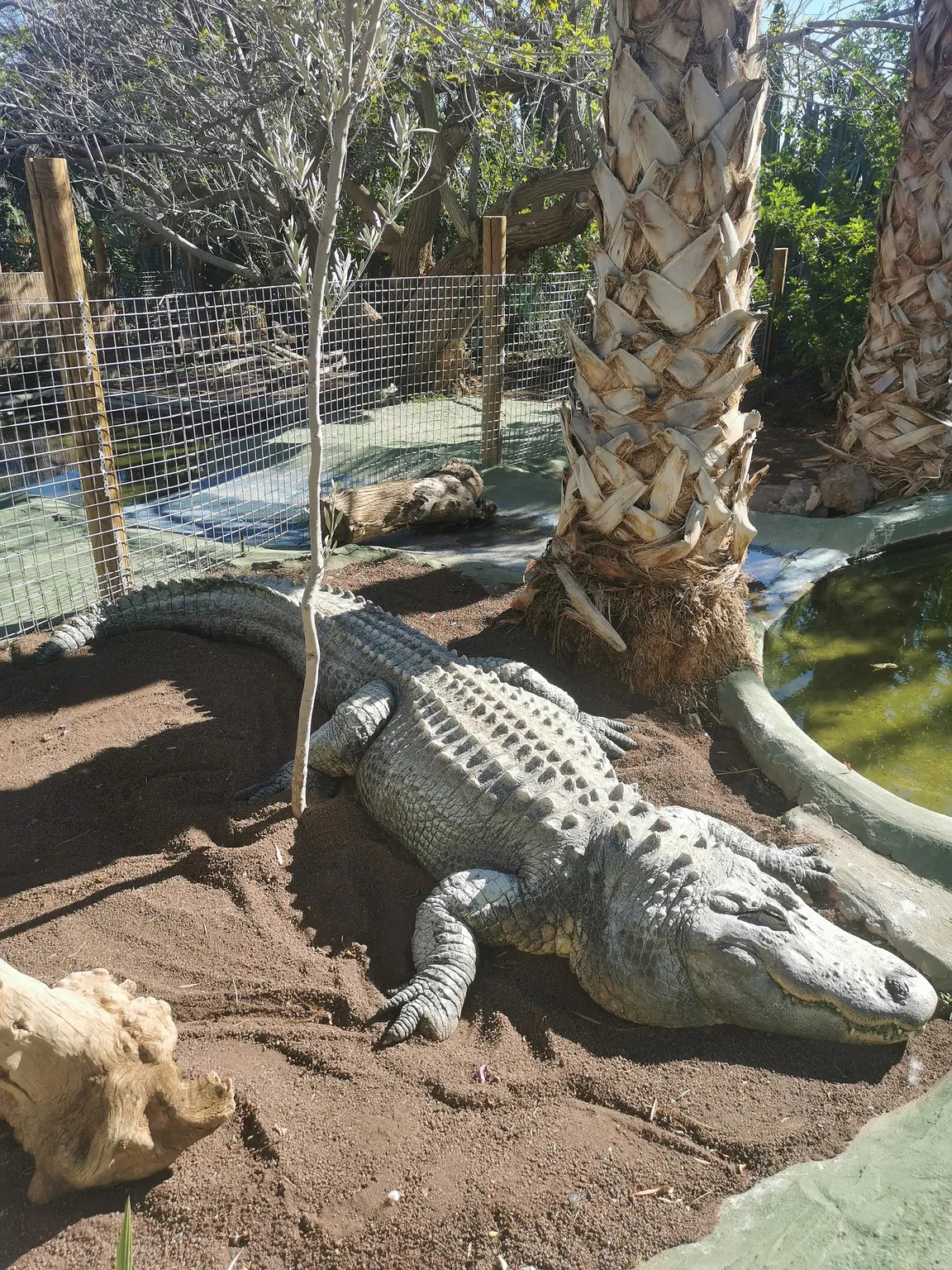 Cocodrilo Park Gran Canaria