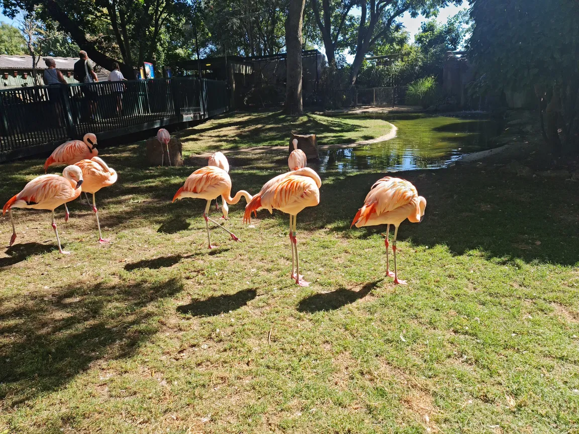 Drusillas Park
